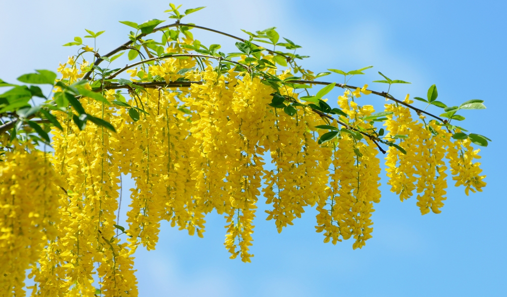 Yellow Acacia Flower for 1024 x 600 widescreen resolution