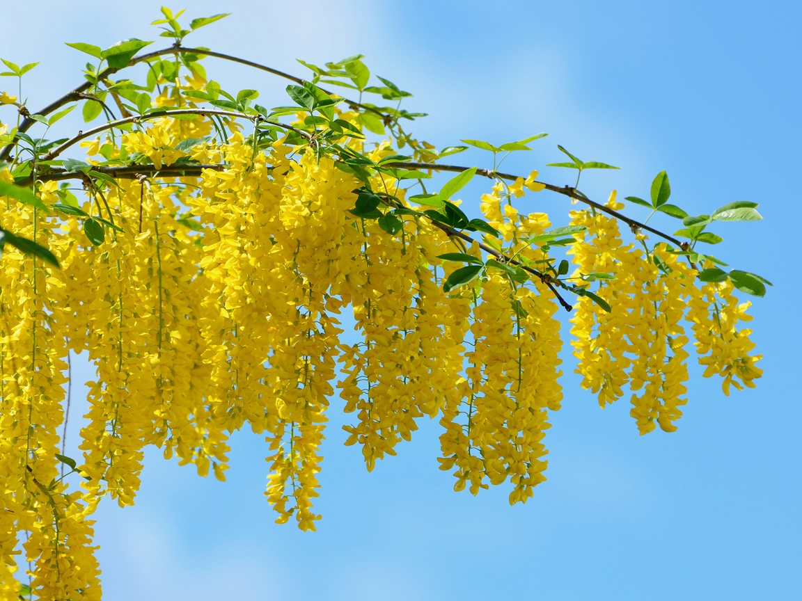 Yellow Acacia Flower for 1152 x 864 resolution