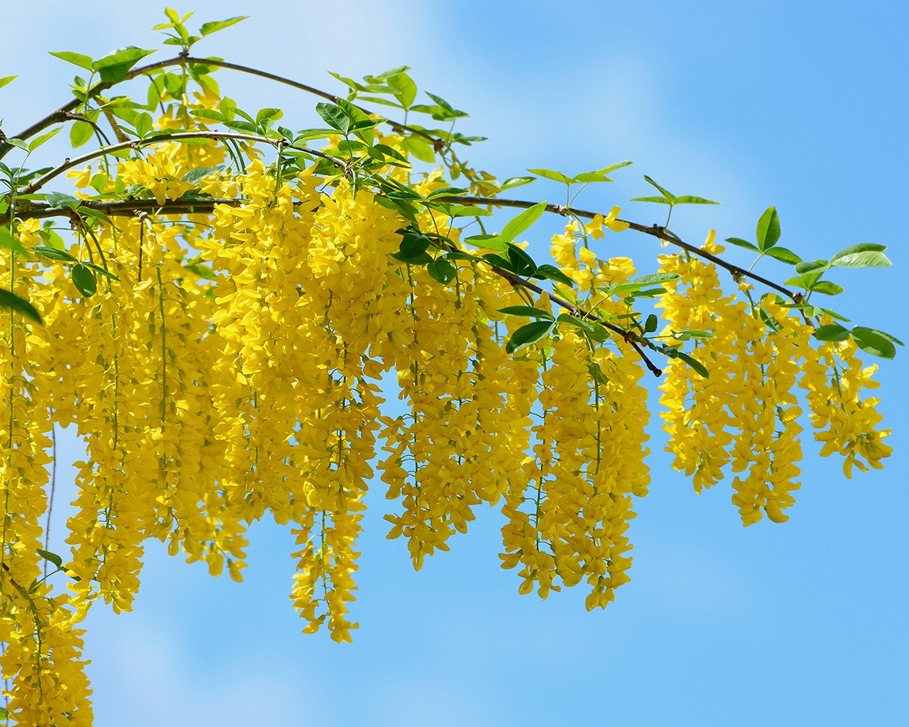 Yellow Acacia Flower for 1280 x 1024 resolution