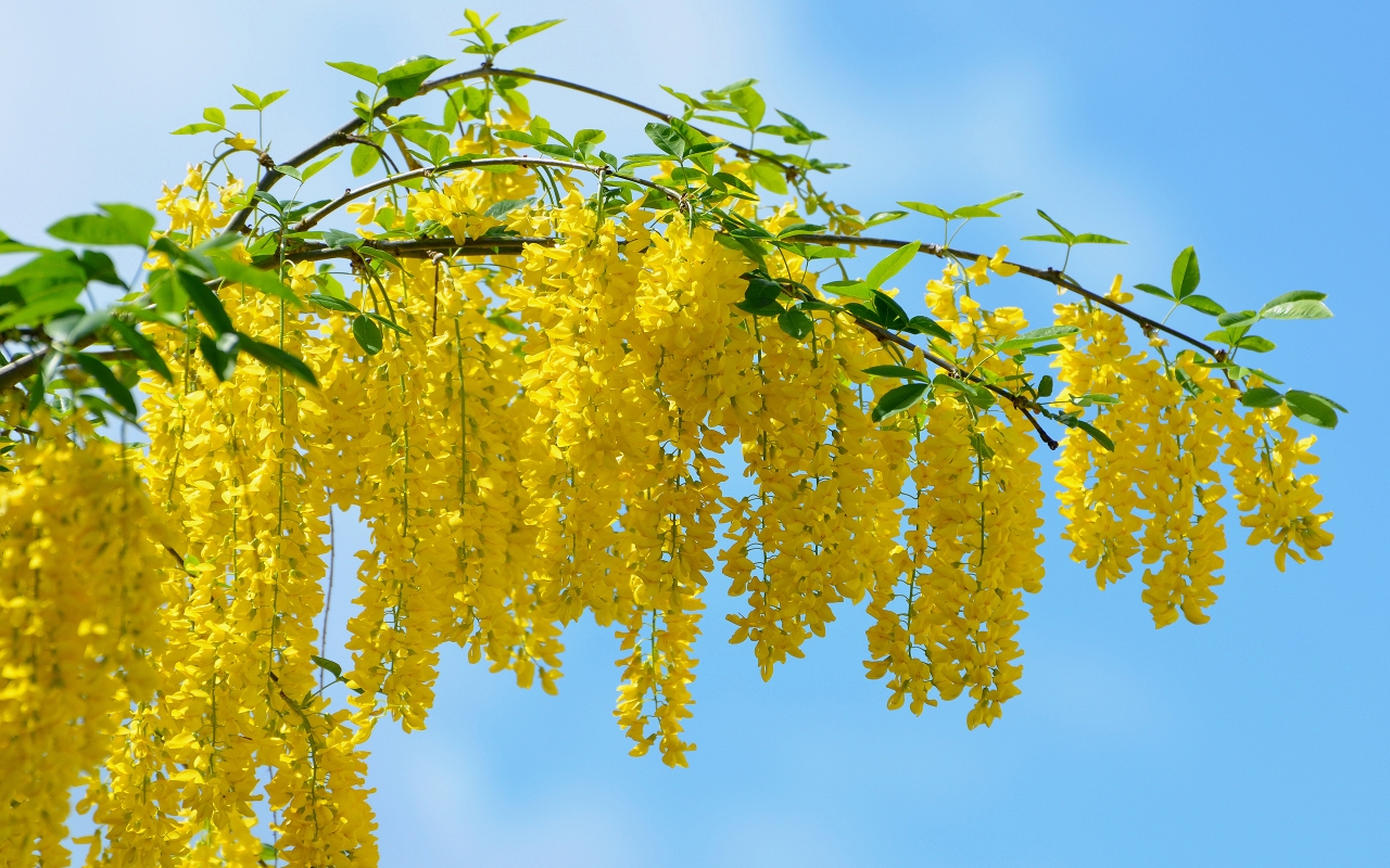Yellow Acacia Flower for 1280 x 800 widescreen resolution