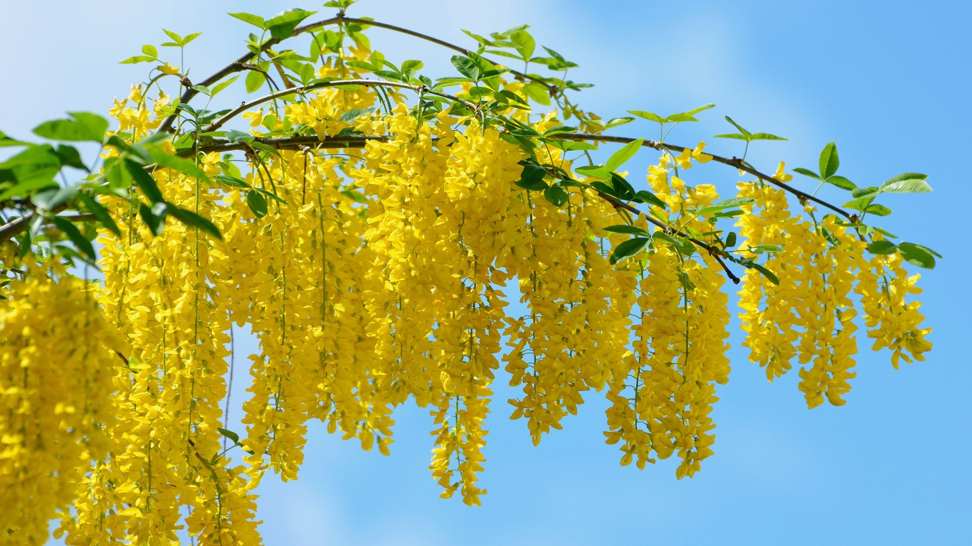 Yellow Acacia Flower for 1366 x 768 HDTV resolution