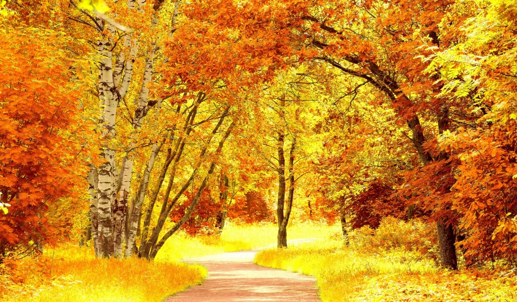 Yellow Autumn Landscape for 1024 x 600 widescreen resolution