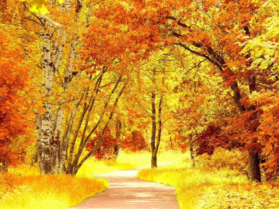 Yellow Autumn Landscape for 1152 x 864 resolution