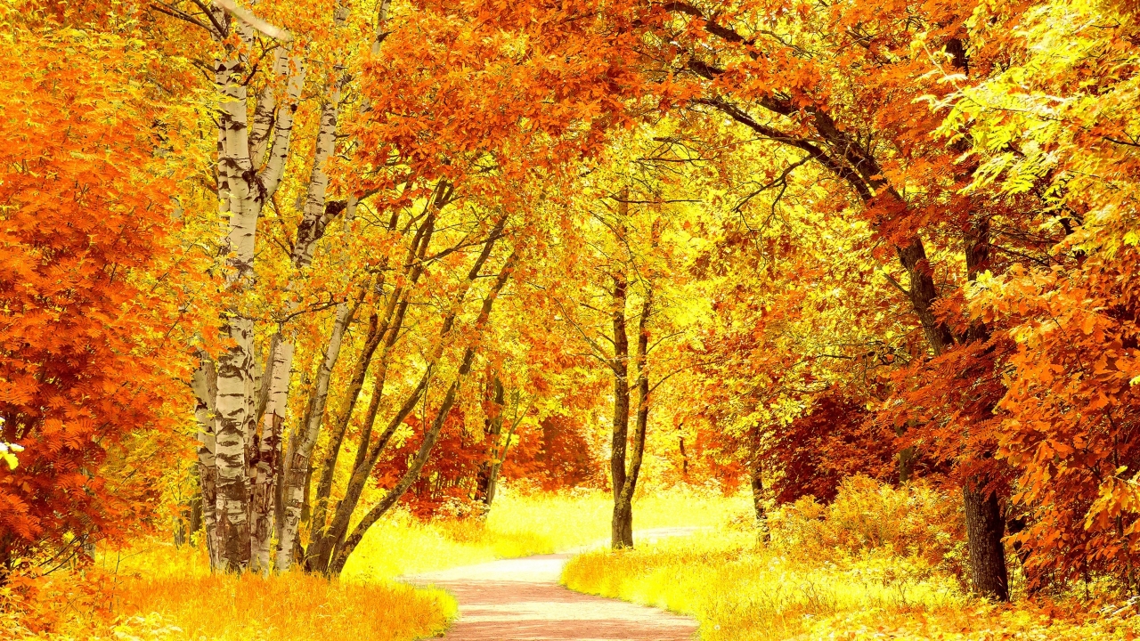 Yellow Autumn Landscape for 1280 x 720 HDTV 720p resolution