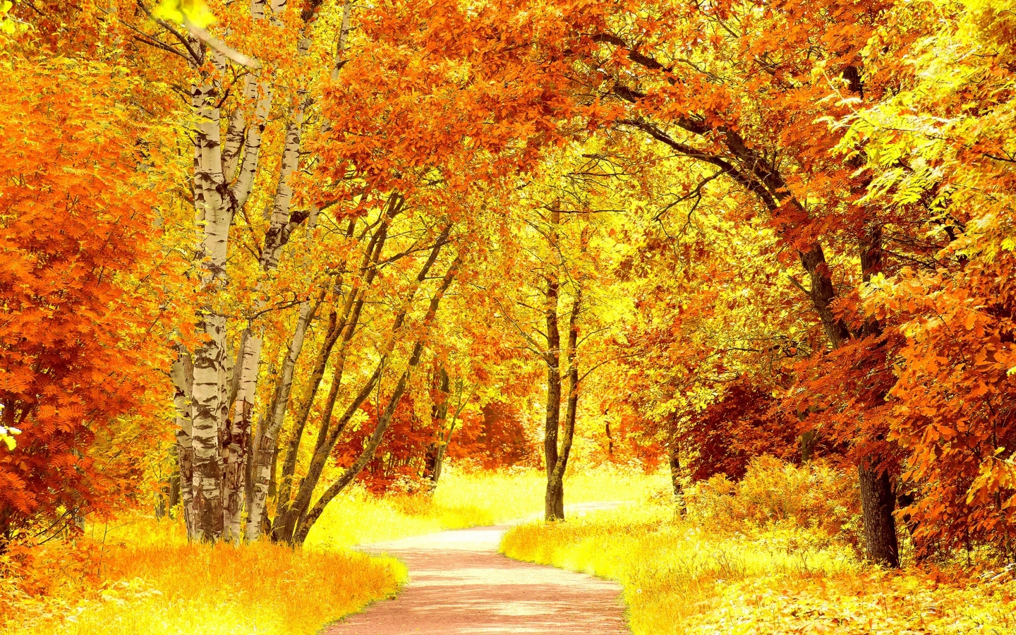Yellow Autumn Landscape for 1440 x 900 widescreen resolution