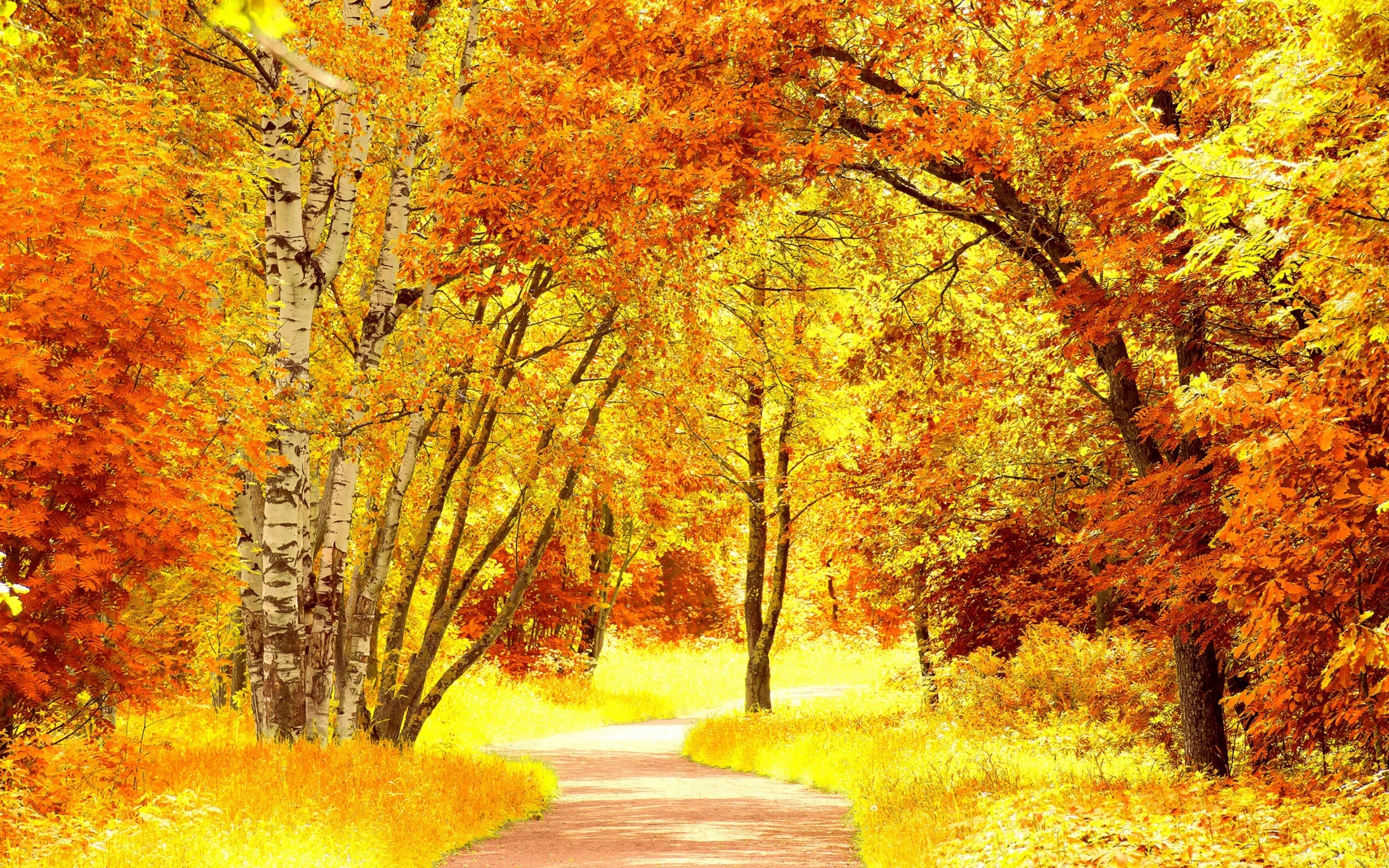Yellow Autumn Landscape for 2560 x 1600 widescreen resolution