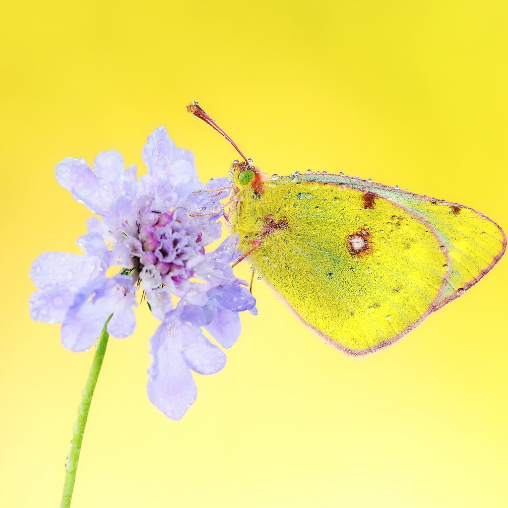 Yellow Butterfly for 1024 x 1024 iPad resolution