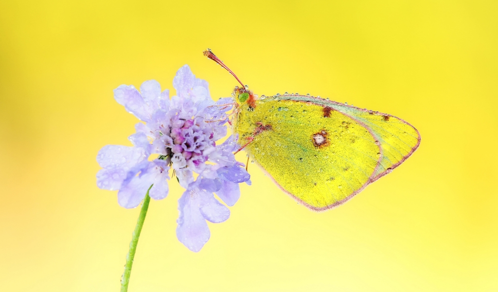 Yellow Butterfly for 1024 x 600 widescreen resolution