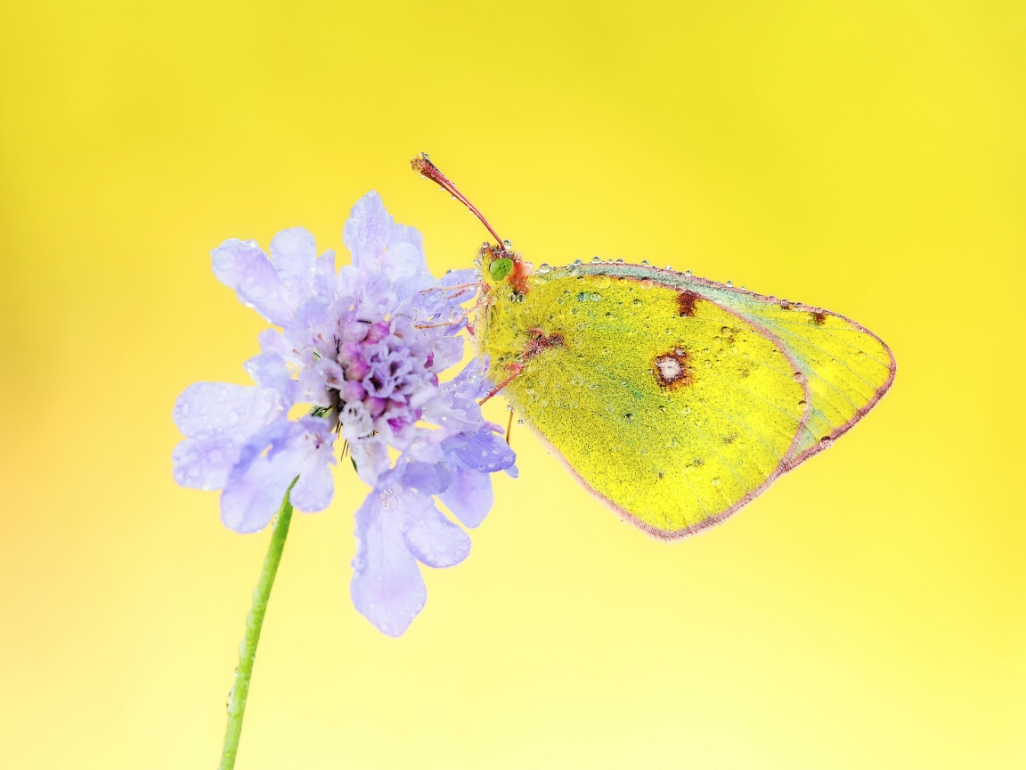 Yellow Butterfly for 1152 x 864 resolution