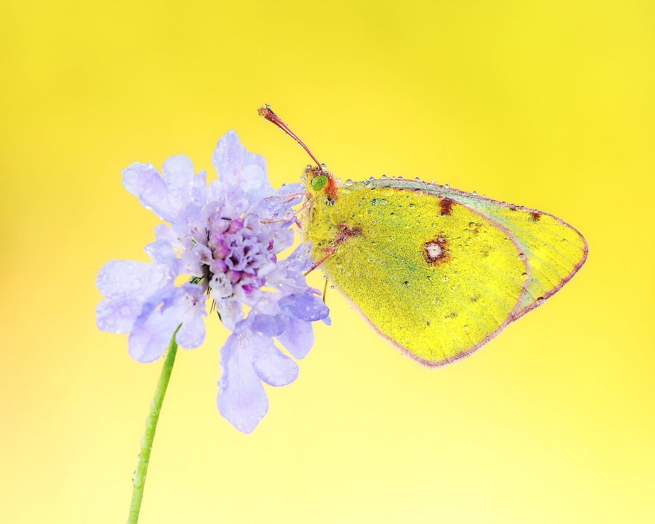 Yellow Butterfly for 1280 x 1024 resolution