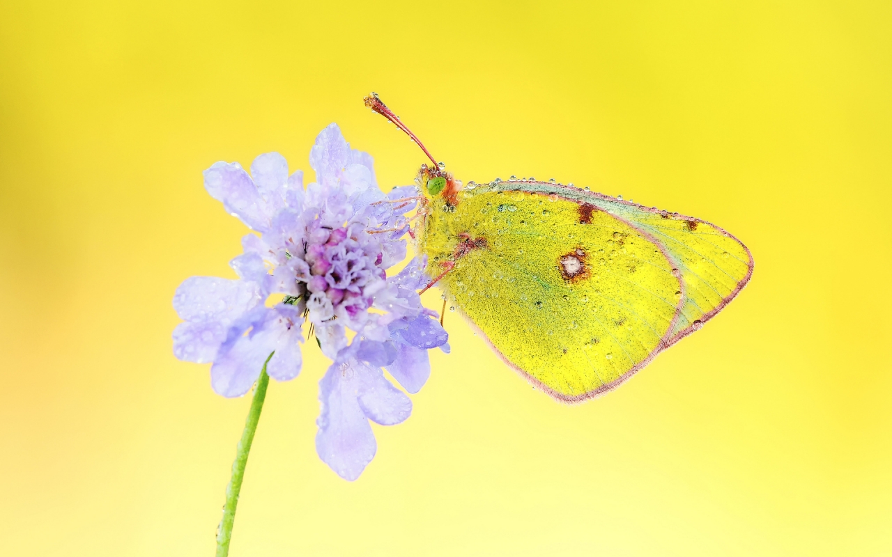 Yellow Butterfly for 1280 x 800 widescreen resolution