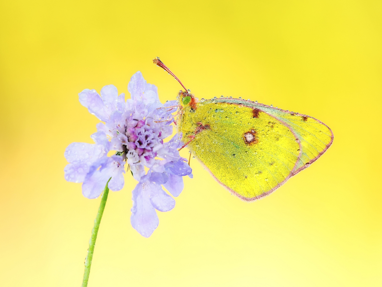 Yellow Butterfly for 1600 x 1200 resolution