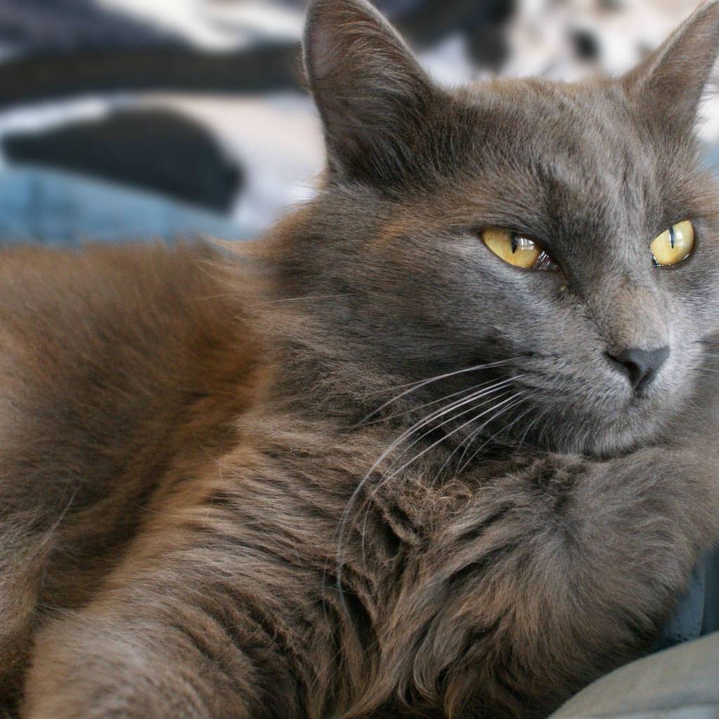 Yellow Eyes Nebelung Cat for 1024 x 1024 iPad resolution