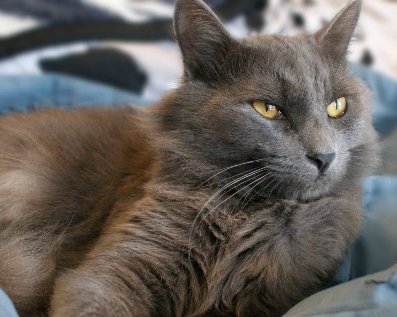Yellow Eyes Nebelung Cat for 1280 x 1024 resolution