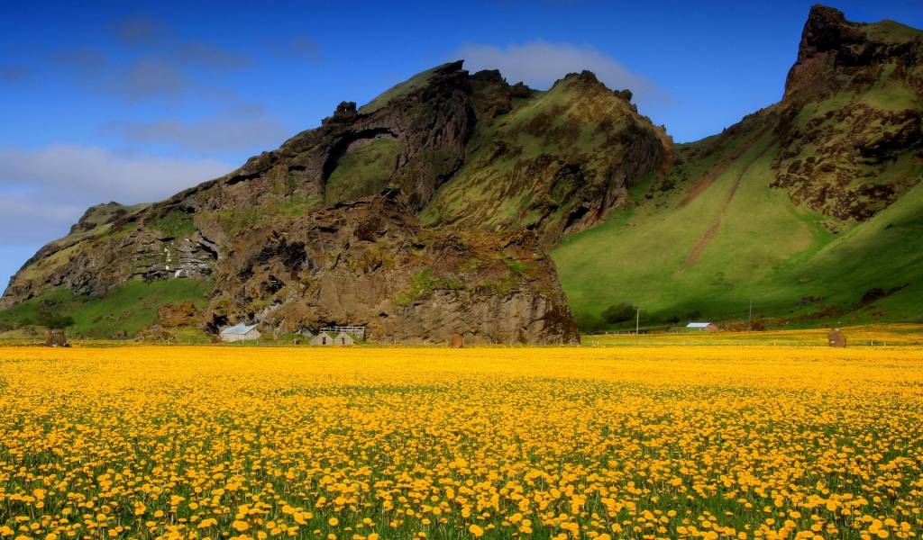 Yellow Flowers for 1024 x 600 widescreen resolution