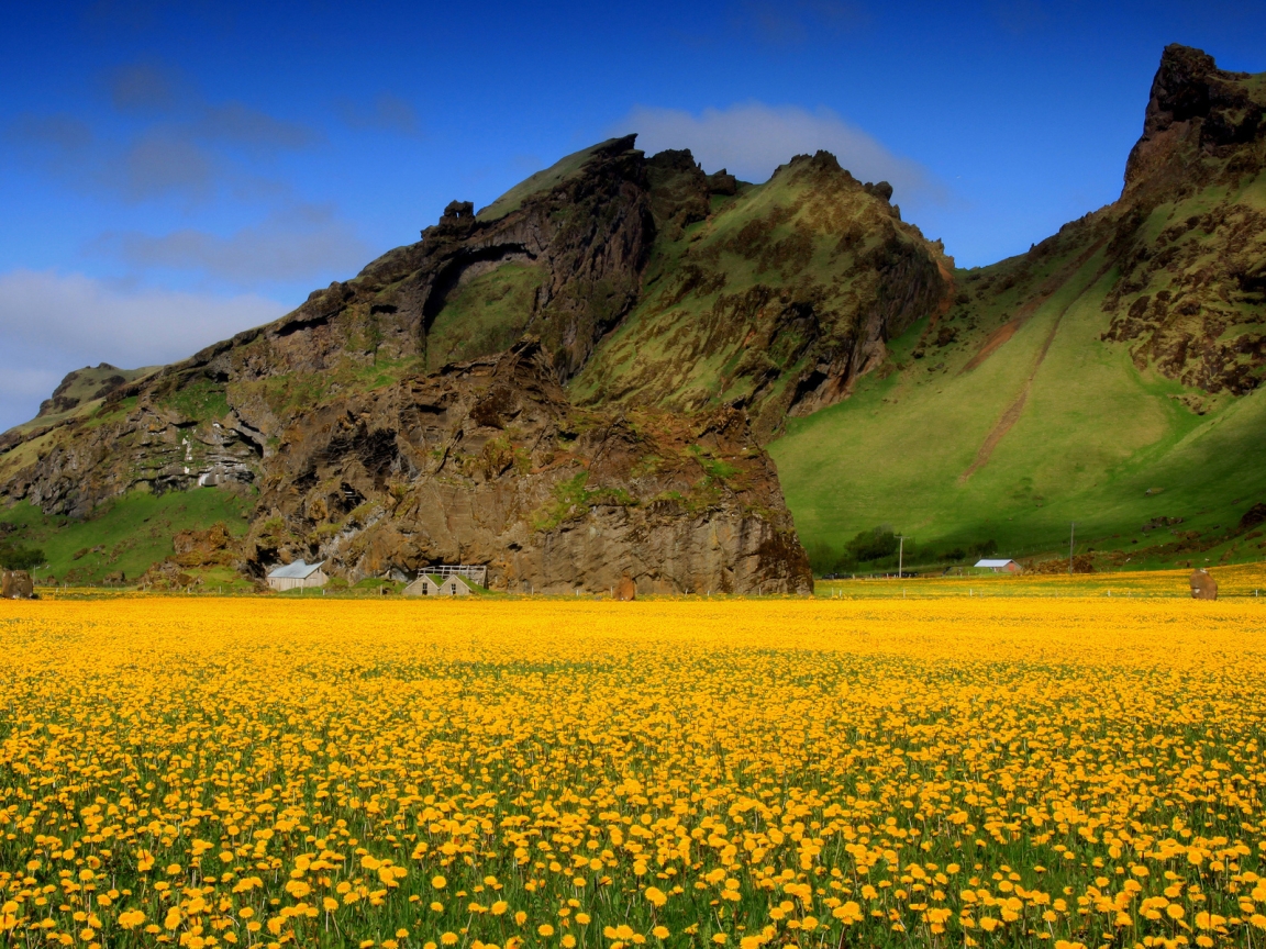 Yellow Flowers for 1152 x 864 resolution