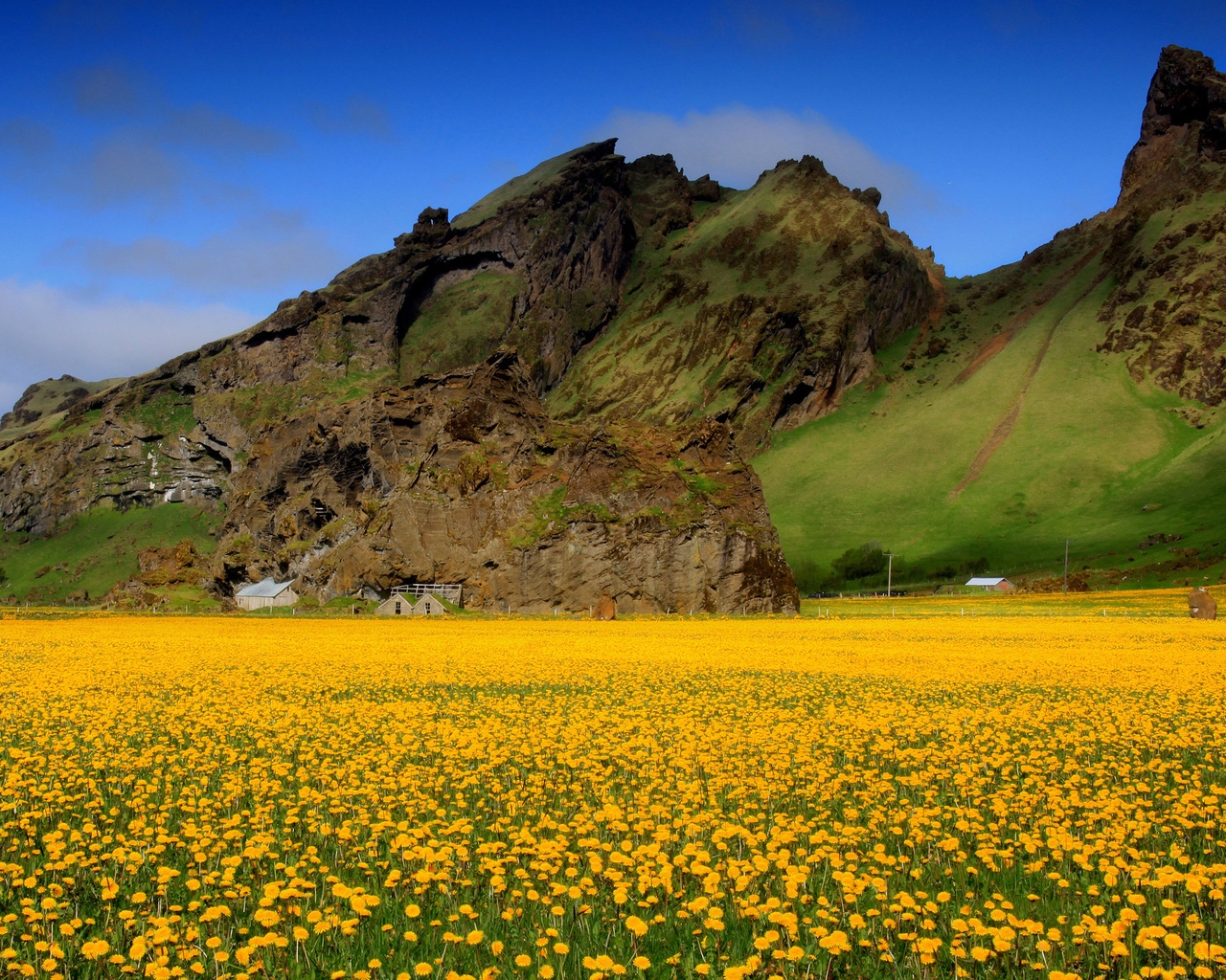 Yellow Flowers for 1280 x 1024 resolution