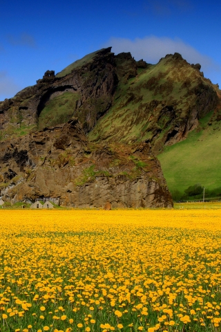 Yellow Flowers for 320 x 480 iPhone resolution