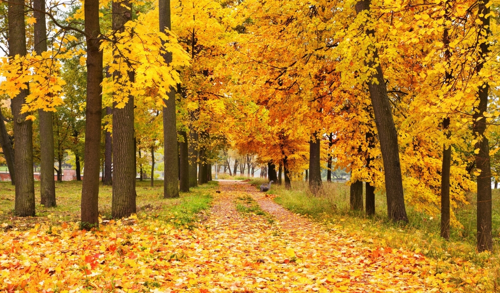 Yellow Forest Landscape for 1024 x 600 widescreen resolution