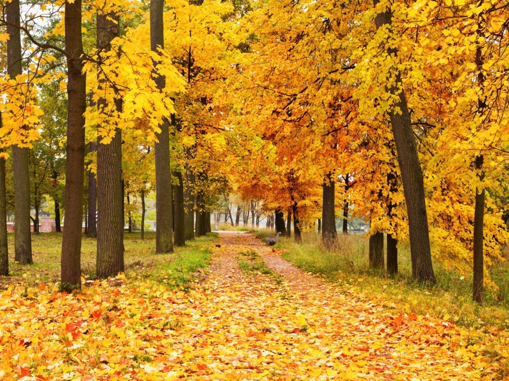 Yellow Forest Landscape for 1024 x 768 resolution