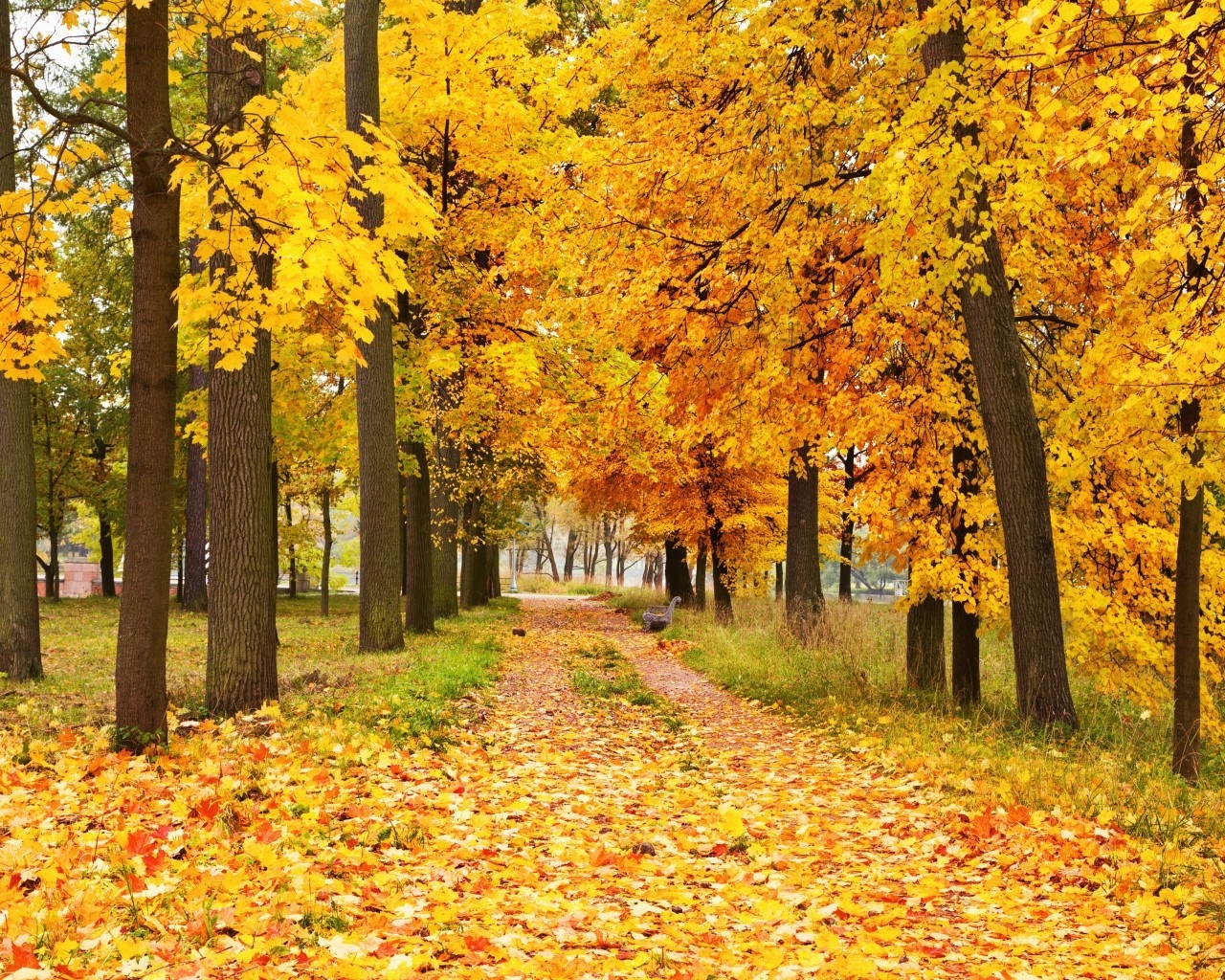Yellow Forest Landscape for 1280 x 1024 resolution