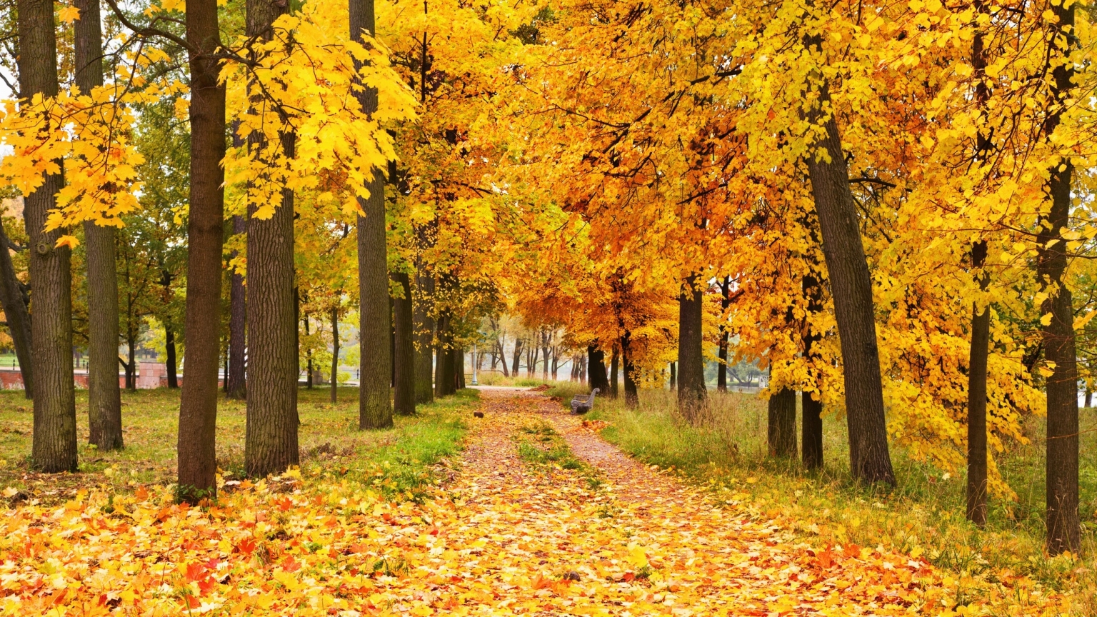 Yellow Forest Landscape for 1536 x 864 HDTV resolution