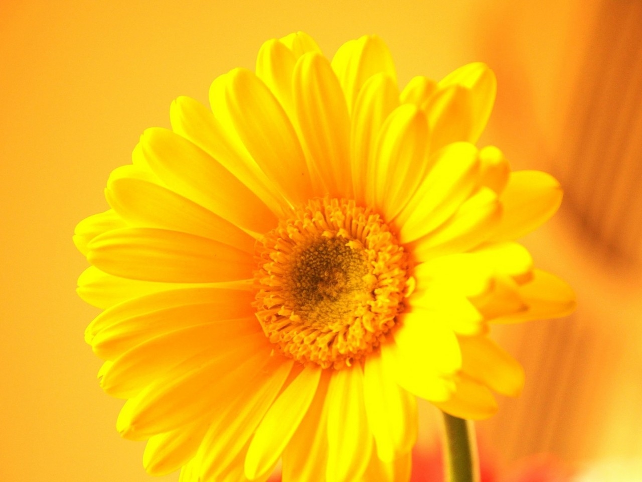 Yellow Gerbera for 1280 x 960 resolution
