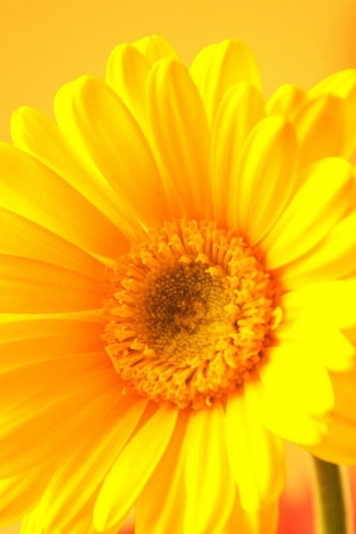 Yellow Gerbera for 320 x 480 iPhone resolution