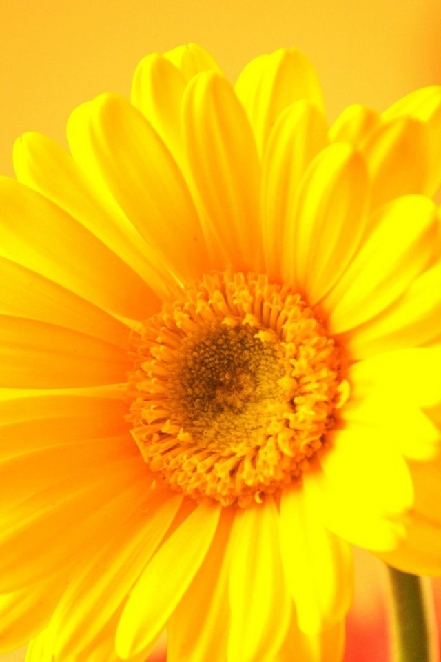 Yellow Gerbera for 640 x 960 iPhone 4 resolution
