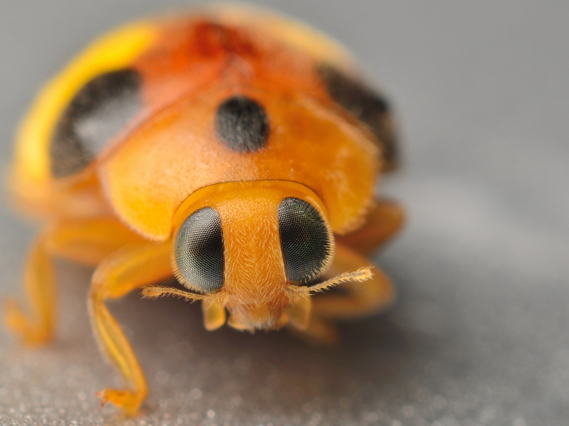 Yellow Ladybug for 1152 x 864 resolution