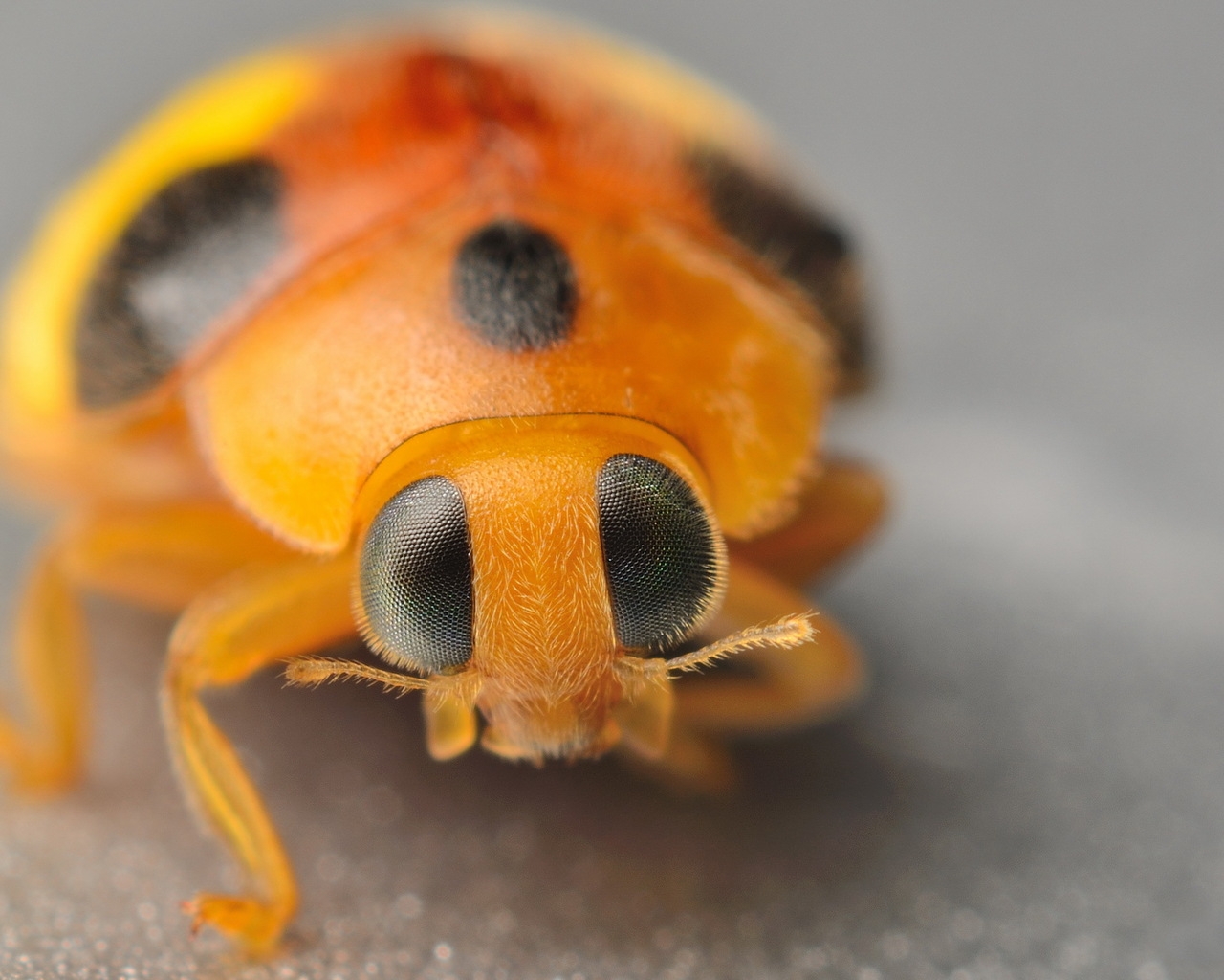 Yellow Ladybug for 1280 x 1024 resolution