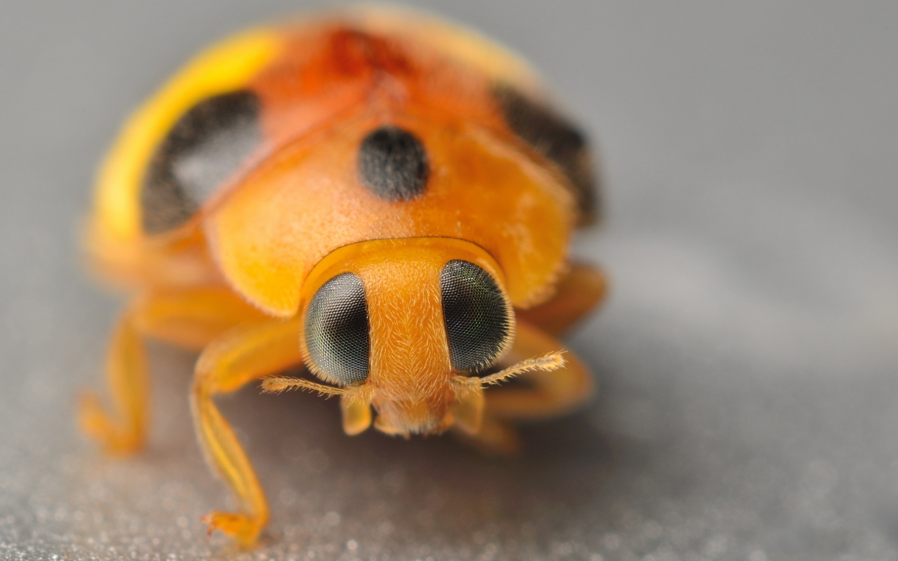 Yellow Ladybug for 1280 x 800 widescreen resolution