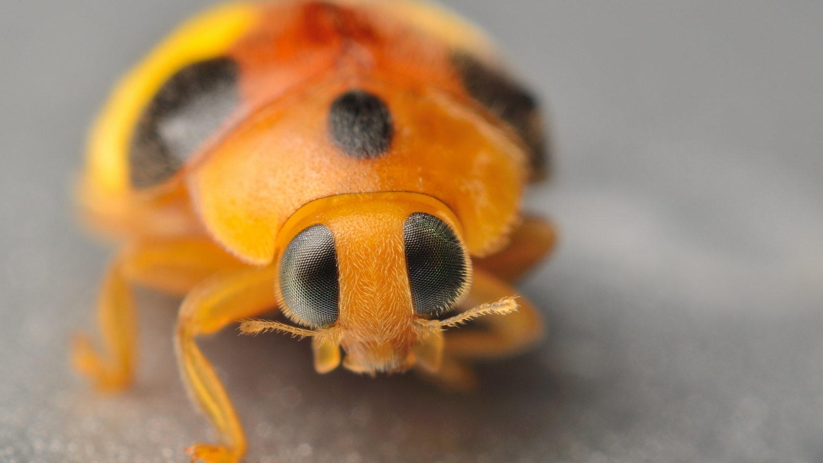 Yellow Ladybug for 1680 x 945 HDTV resolution