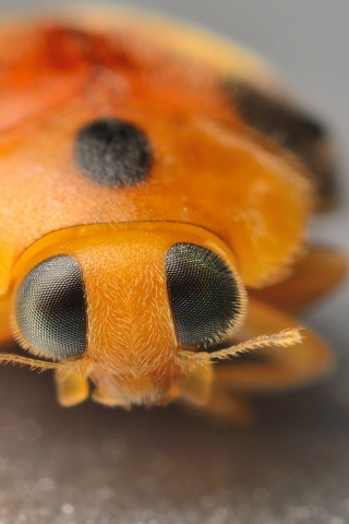 Yellow Ladybug for 320 x 480 iPhone resolution