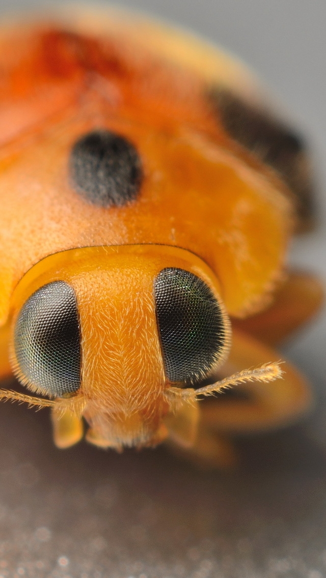Yellow Ladybug for 640 x 1136 iPhone 5 resolution