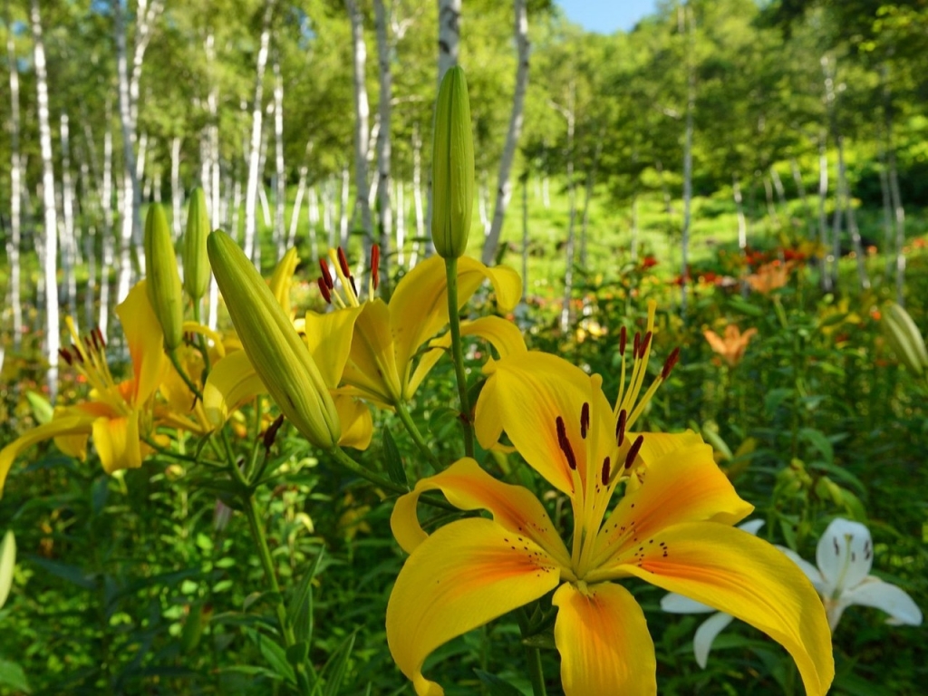 Yellow Lilies for 1024 x 768 resolution