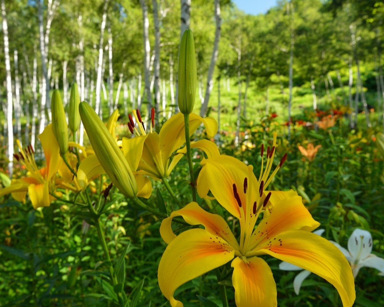 Yellow Lilies for 1280 x 1024 resolution