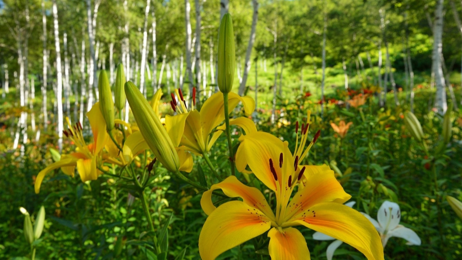 Yellow Lilies for 1536 x 864 HDTV resolution
