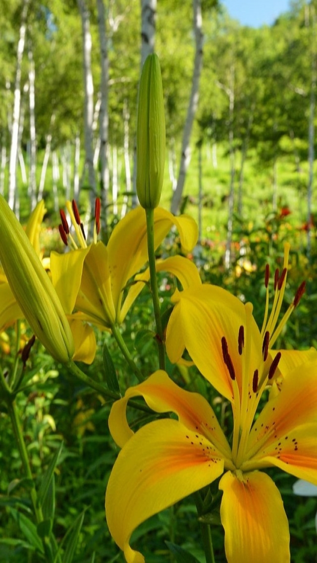 Yellow Lilies for 640 x 1136 iPhone 5 resolution
