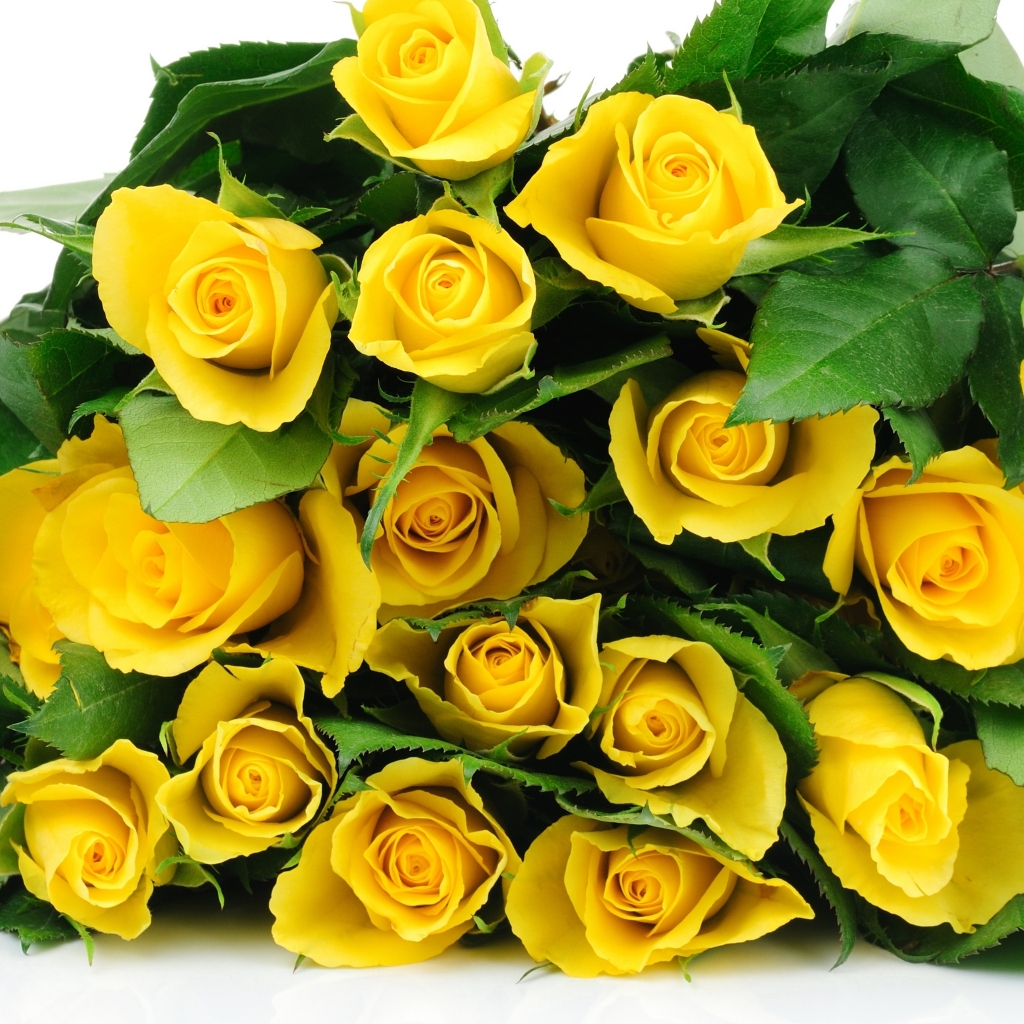 Yellow Roses Bucket for 1024 x 1024 iPad resolution