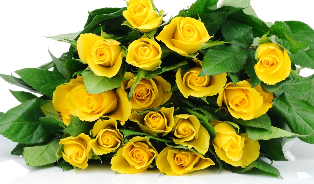 Yellow Roses Bucket for 1024 x 600 widescreen resolution