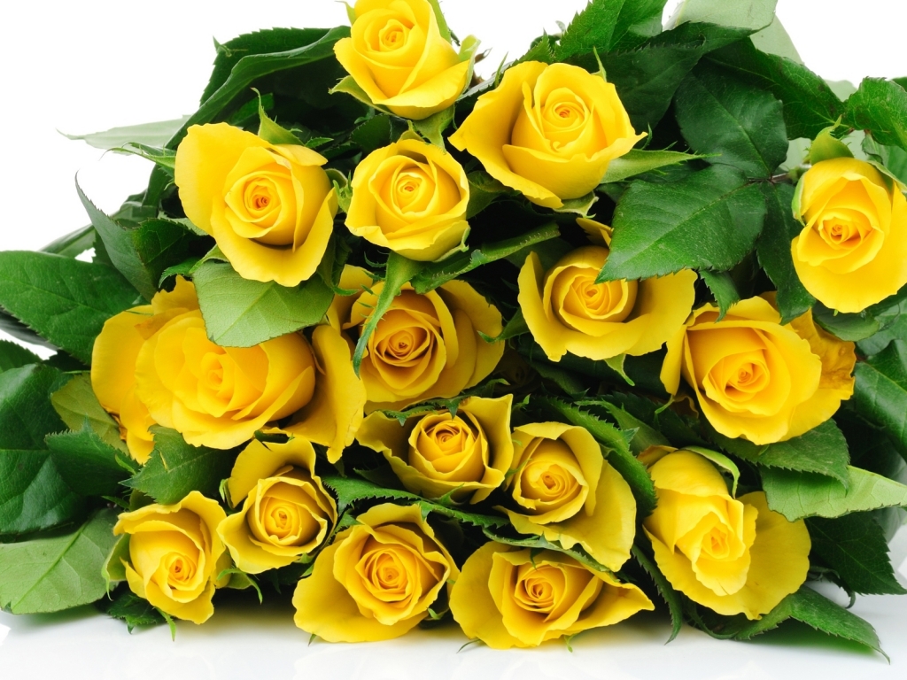 Yellow Roses Bucket for 1024 x 768 resolution