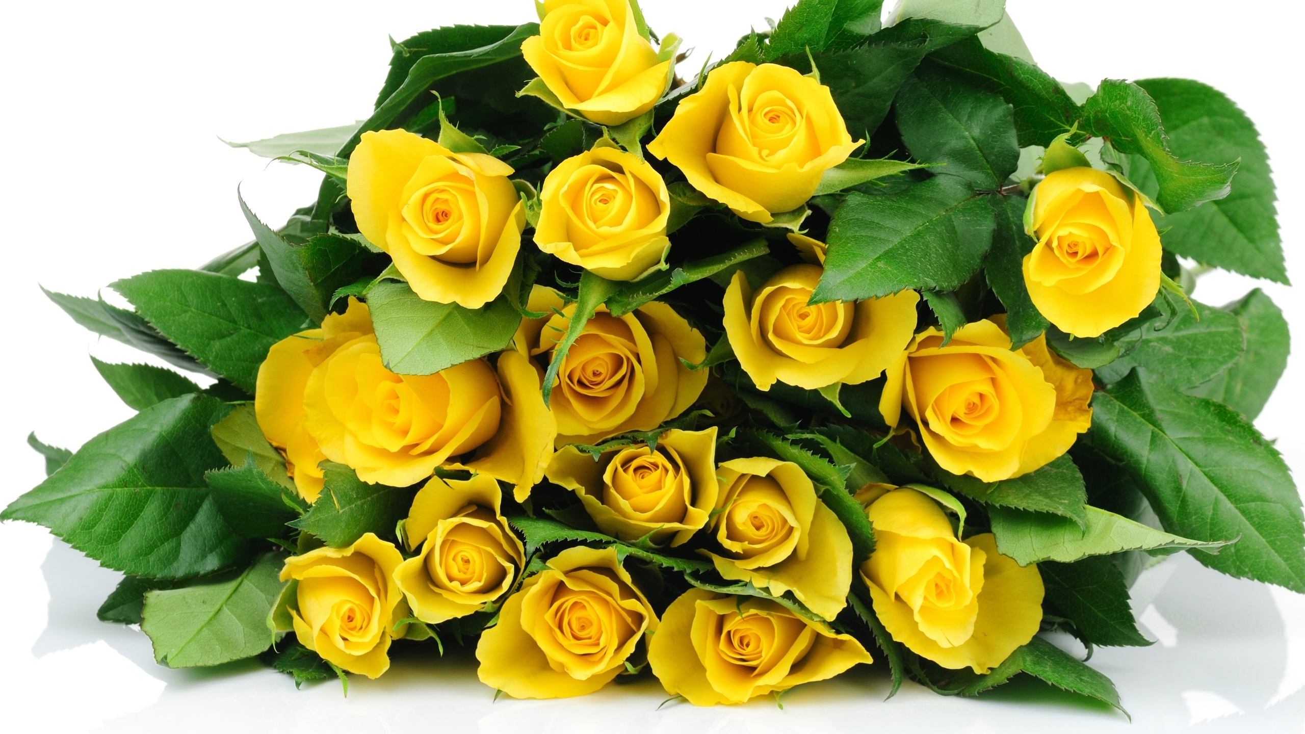 Yellow Roses Bucket for 2560x1440 HDTV resolution