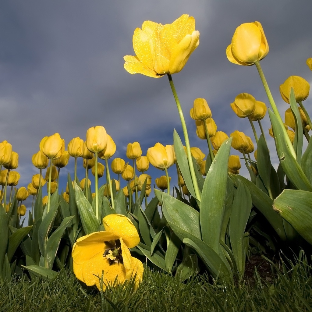 Yellow Tulips for 1024 x 1024 iPad resolution