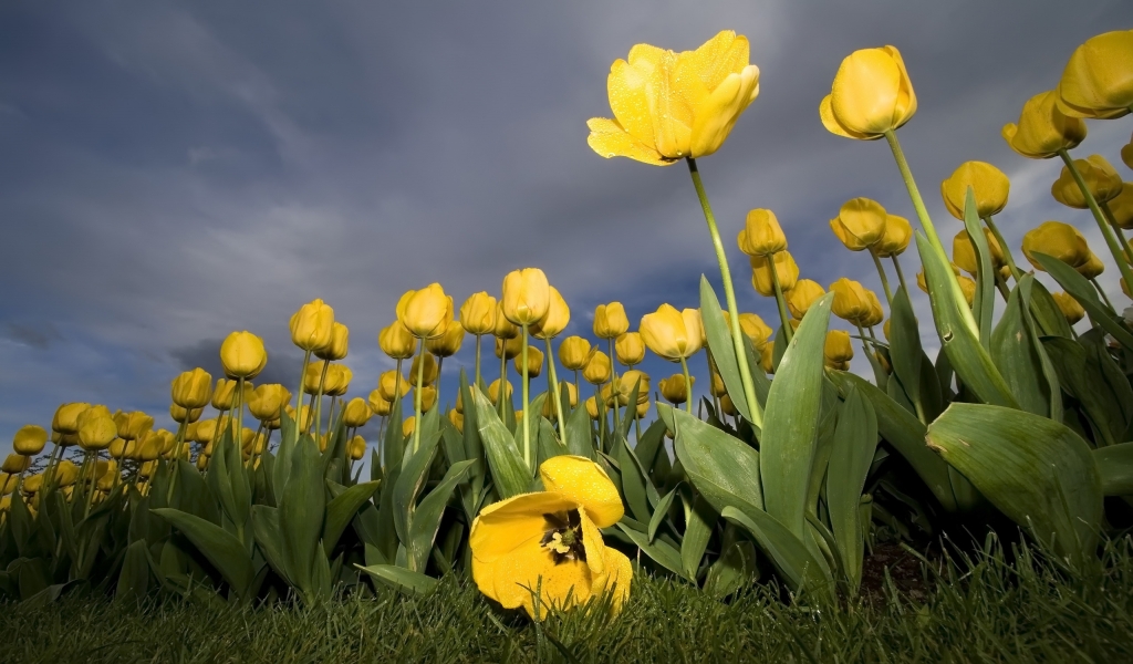 Yellow Tulips for 1024 x 600 widescreen resolution