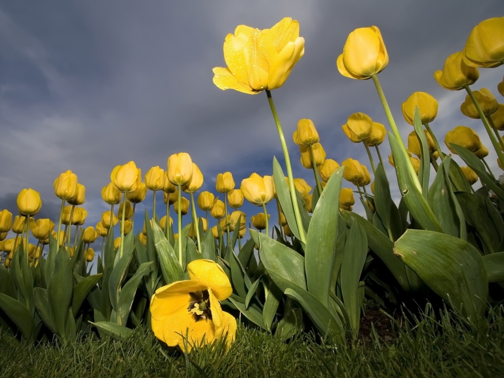 Yellow Tulips for 1024 x 768 resolution