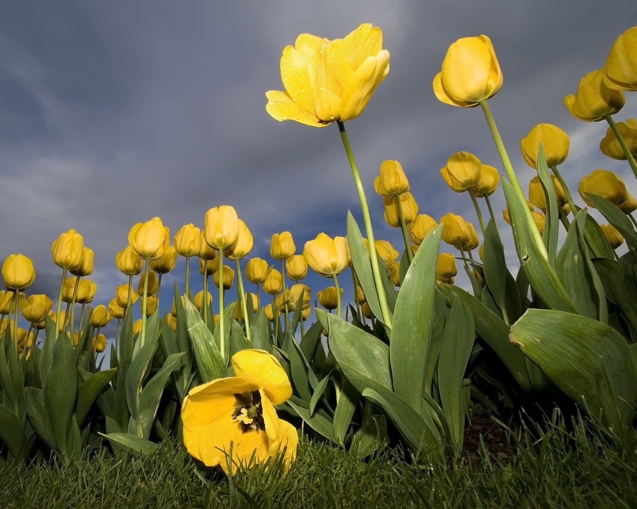 Yellow Tulips for 1280 x 1024 resolution