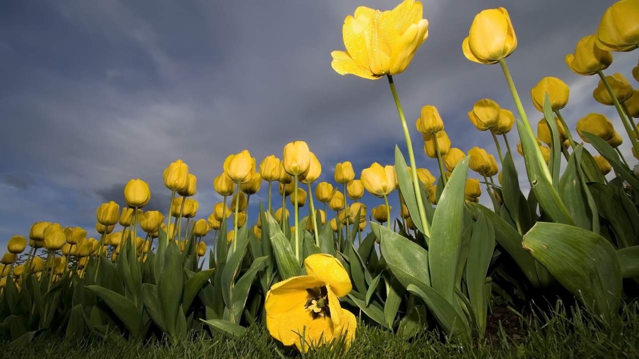 Yellow Tulips for 1280 x 720 HDTV 720p resolution