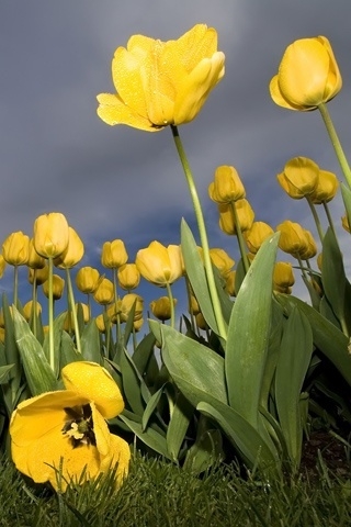 Yellow Tulips for 320 x 480 iPhone resolution