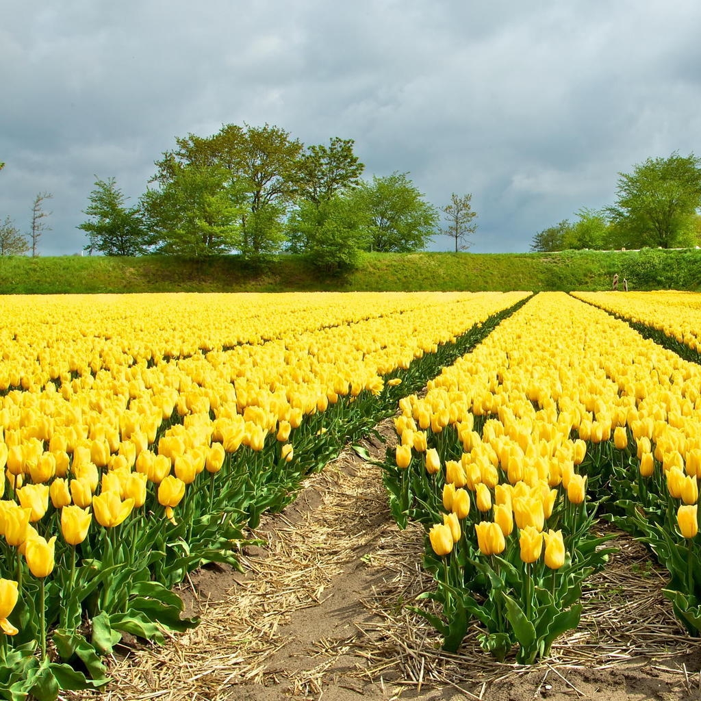 Yellow Tulips Field for 1024 x 1024 iPad resolution
